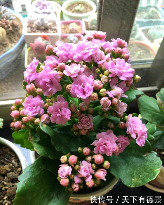 适合懒人养的“6种花”,不只是好养,还寓意好,利于健康