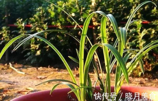 剪掉叶片的兰花，还能成活再生吗？兰友：合理操作，兰株更漂亮