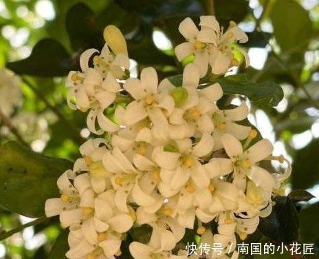 阳台上|新手养九里香，这样养，白花开满盆，不仅叶子漂亮，花香味传千里