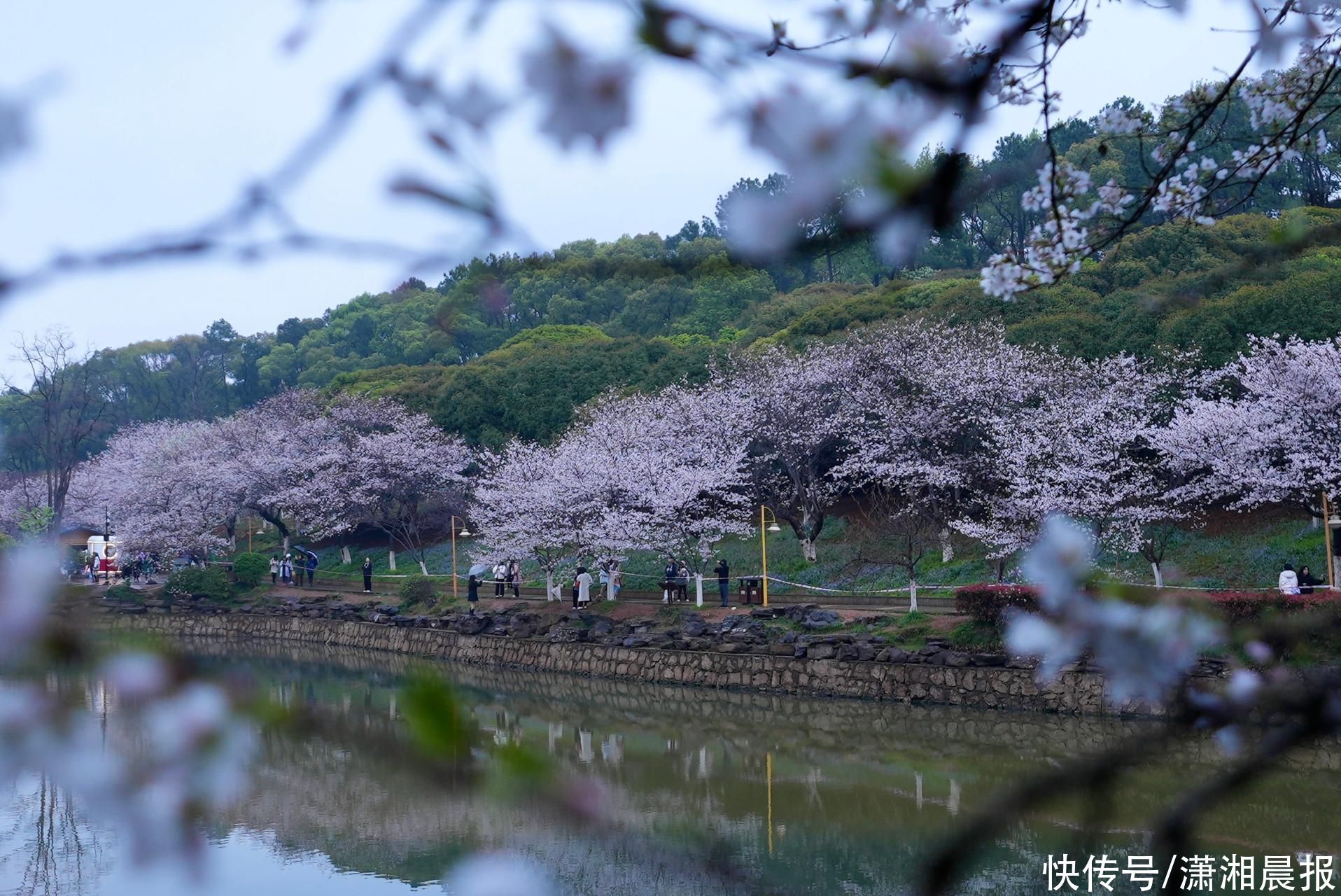 省植物园的吉野樱开花啦！ 专家说，降温降雨对樱花暂时影响不大