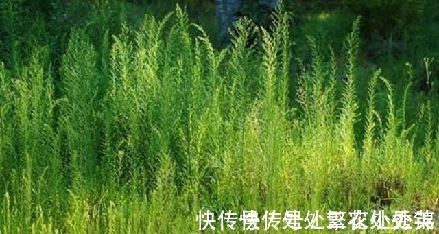 杀菌消炎|农村一野草，农民见1个拔1个，可杀菌消炎，已有人开始大量种植