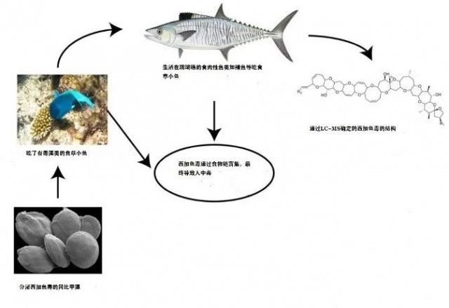 中毒|吃海鲜注意！没有特效药，你可能也中了这种海鲜毒