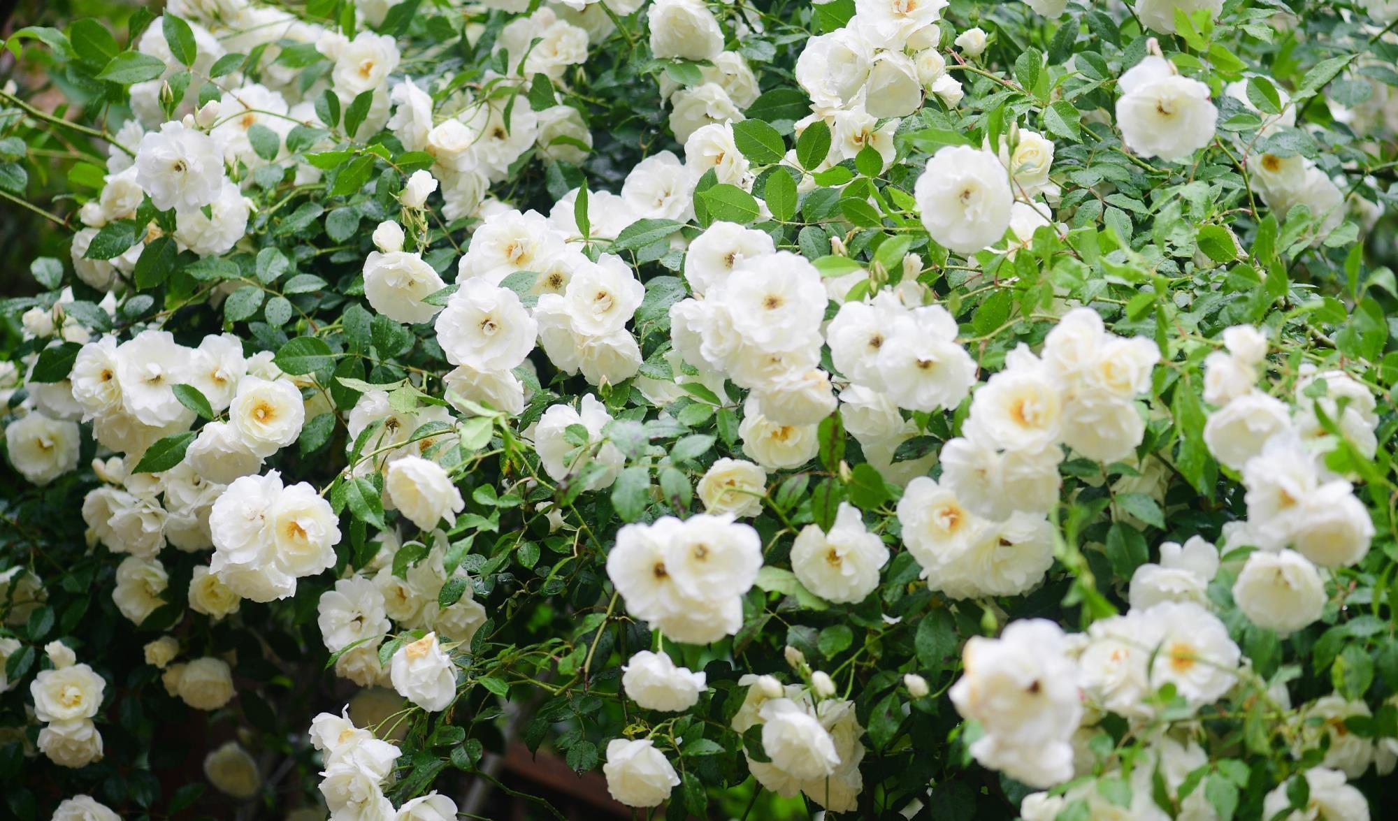 月季花|阳台也能养的藤本月季，丰花勤花，能给你一面美丽花墙