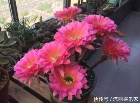 植物|家里盆栽植物的要注意此4种进屋,既对健康不利又影响运气