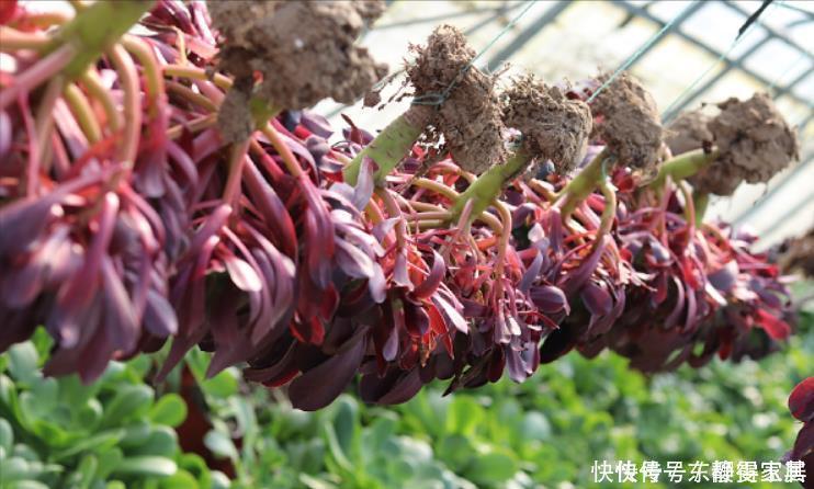 黑法师盆景培育技巧,只要做3步,采用“倒挂法”,变成盆景老桩