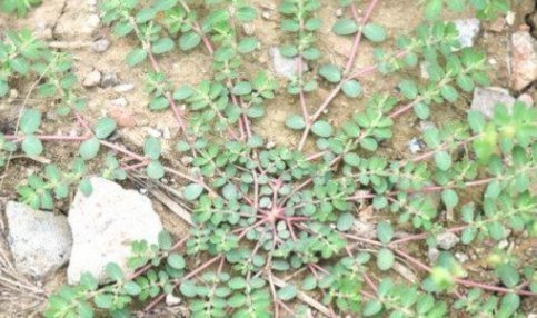 农村|农村不起眼的杂草却是女人的“救命草”,如今价值千金,你认识吗