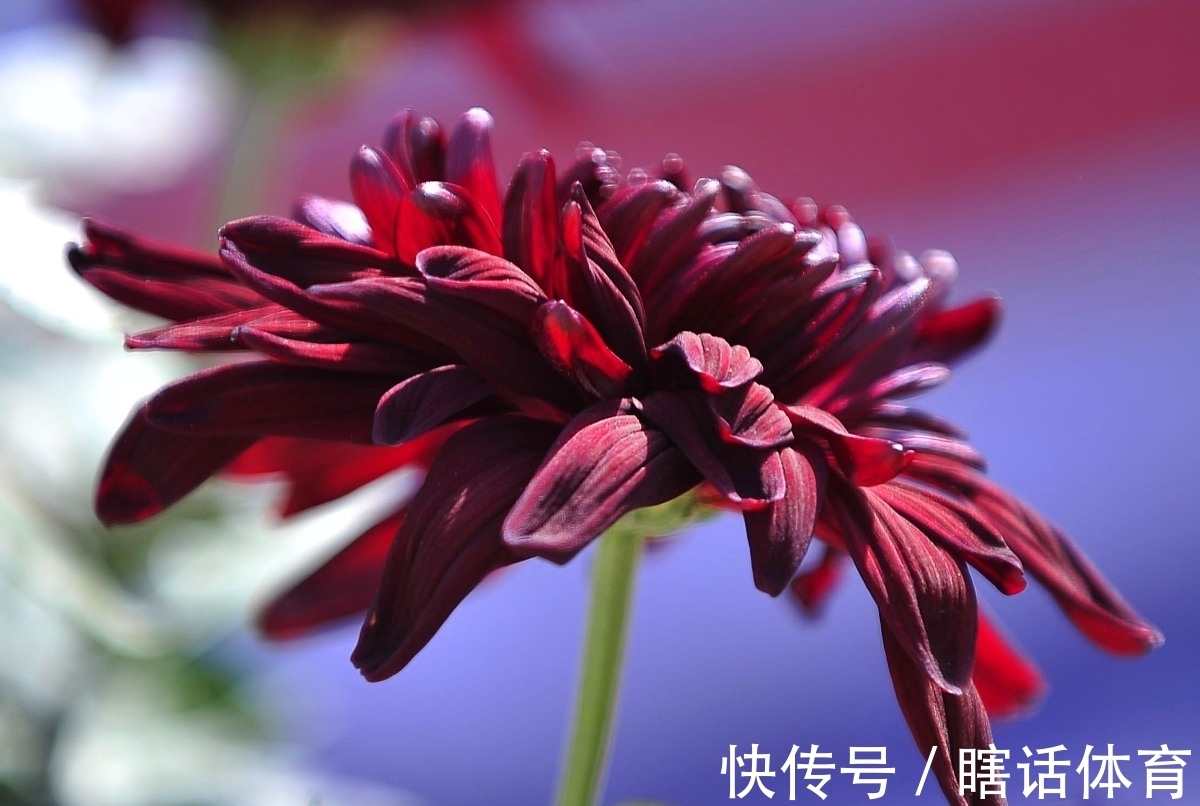 丹桂|牛背一笛催日落，稻花十里漫秋香。《秋香》对联47副