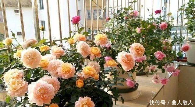 扦插月季不生根用它捂一捂,过几天“冒白根”,变成月季大户!
