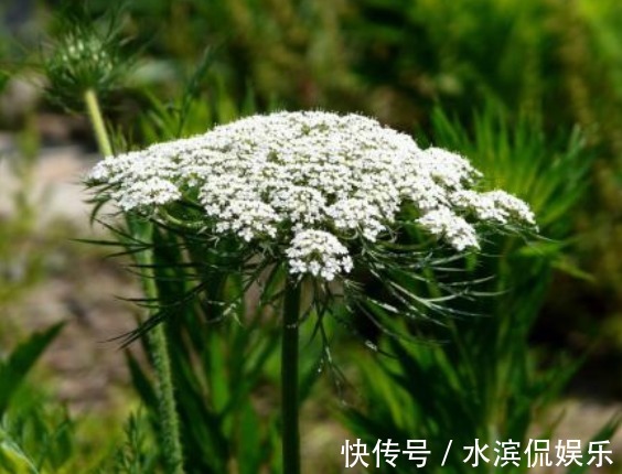 果实|农村的常见野草,结果一次便成千上万,既可入药还能提炼精油