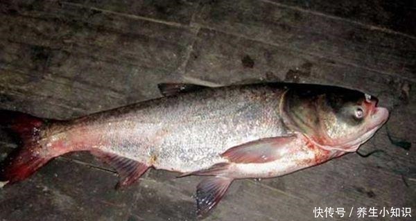 钓鲢鳙用饵的精髓，怪不得鲢鳙接二连三的上钩