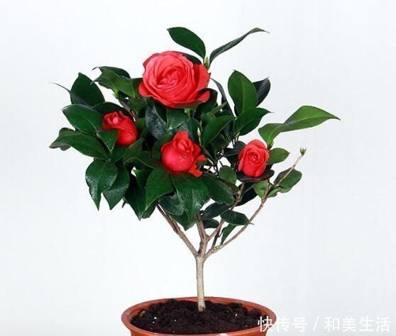 最适合6月扦插的5种花,成活率高,再不扦插就要等来年