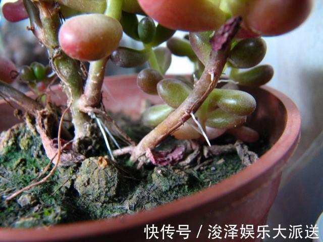 多肉长胡子了这是危险信号,赶紧挖出来看看!