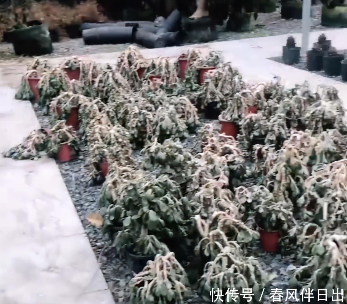冬天0度下,个个玉树都“趴下”,歪七扭八变“鼻涕”,救不活啦