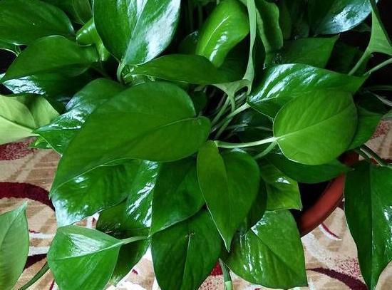 家家户户都有的黄豆，该如何制成''长个肥''酵熟、兑水、浇花