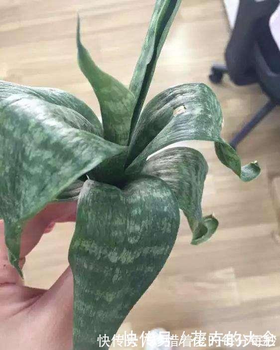 绿萝|这些“娇气花”,冻坏也别扔,剪一刀,救一命