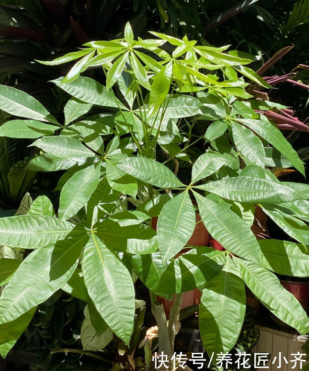 富贵竹|如果养着这7种花，温度高及时“打顶”，这样才能枝繁叶茂