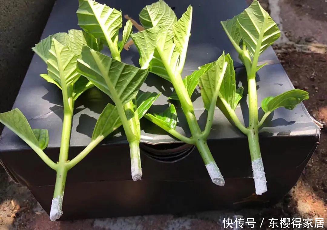 品种|6月份扦插,选好合适的植物品种,沾土、泡水都能活