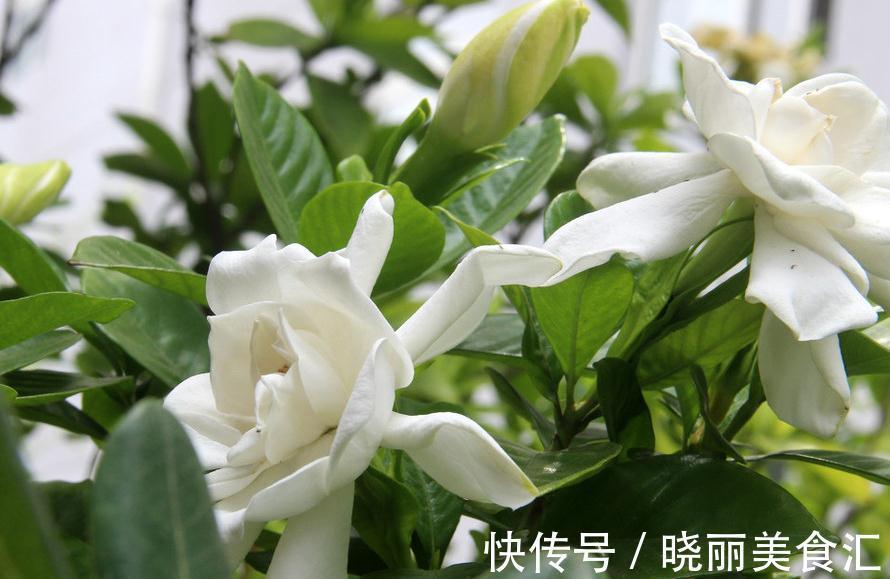 茉莉换盆并不难,只需做好这几件事,植株服盆快,长势旺盛