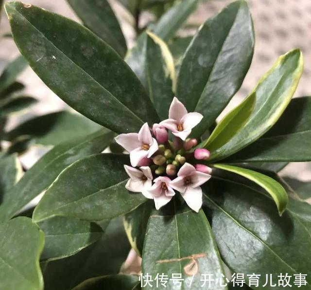 金边瑞香|这4种“香妃花”，美貌与香气共存，又清新又高雅