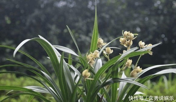 养兰您得学会识别能开花的兰株,否则入不了门