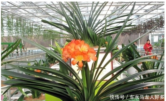 君子兰出现了几个症状,就是在向你呼救,赶快行动起来