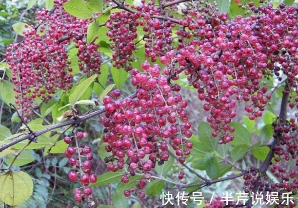 剧毒|路边野果不要摘!这种长得像桑葚的果子有剧毒,已经有好几人中招
