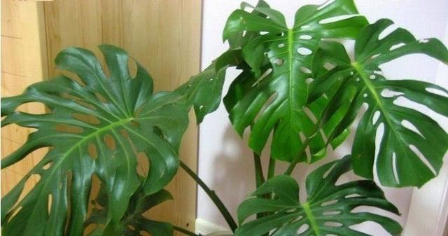 旺盛|这四种花卉最喜欢水,夏季越浇越旺盛,爆盆起来很容易