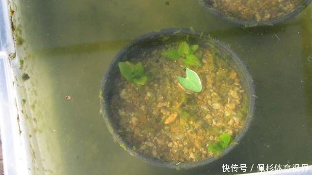 睡莲叶子老是烂,水里长虫,怎么促进开花?这些问题都统一回答了