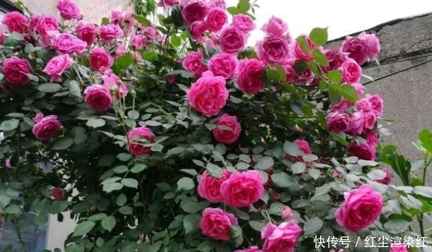 这5种花卉,最适合养在院子里,好看又好养!