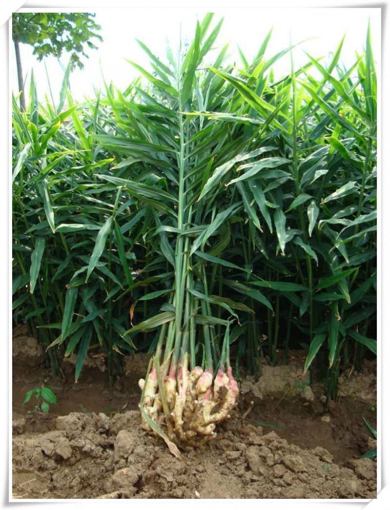 生芽的土豆,不是“废物”,丢在花盆,长出一盆”富贵竹“还能吃