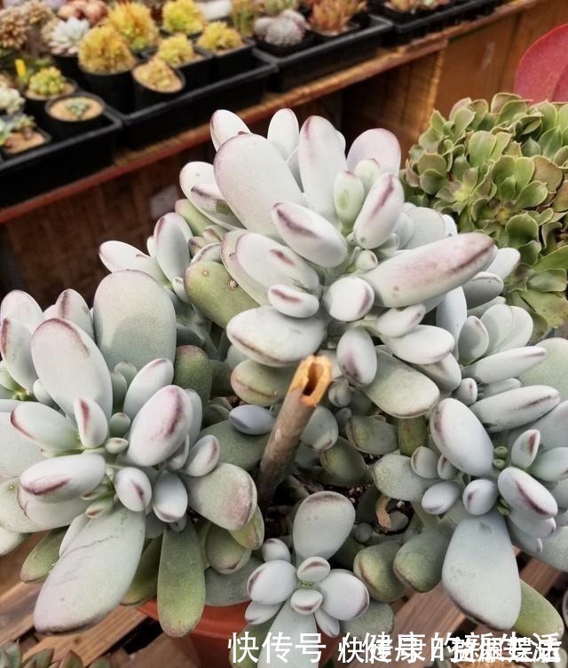 春天养多肉,半个月就变成“胖墩子”,叶子又肥又圆!