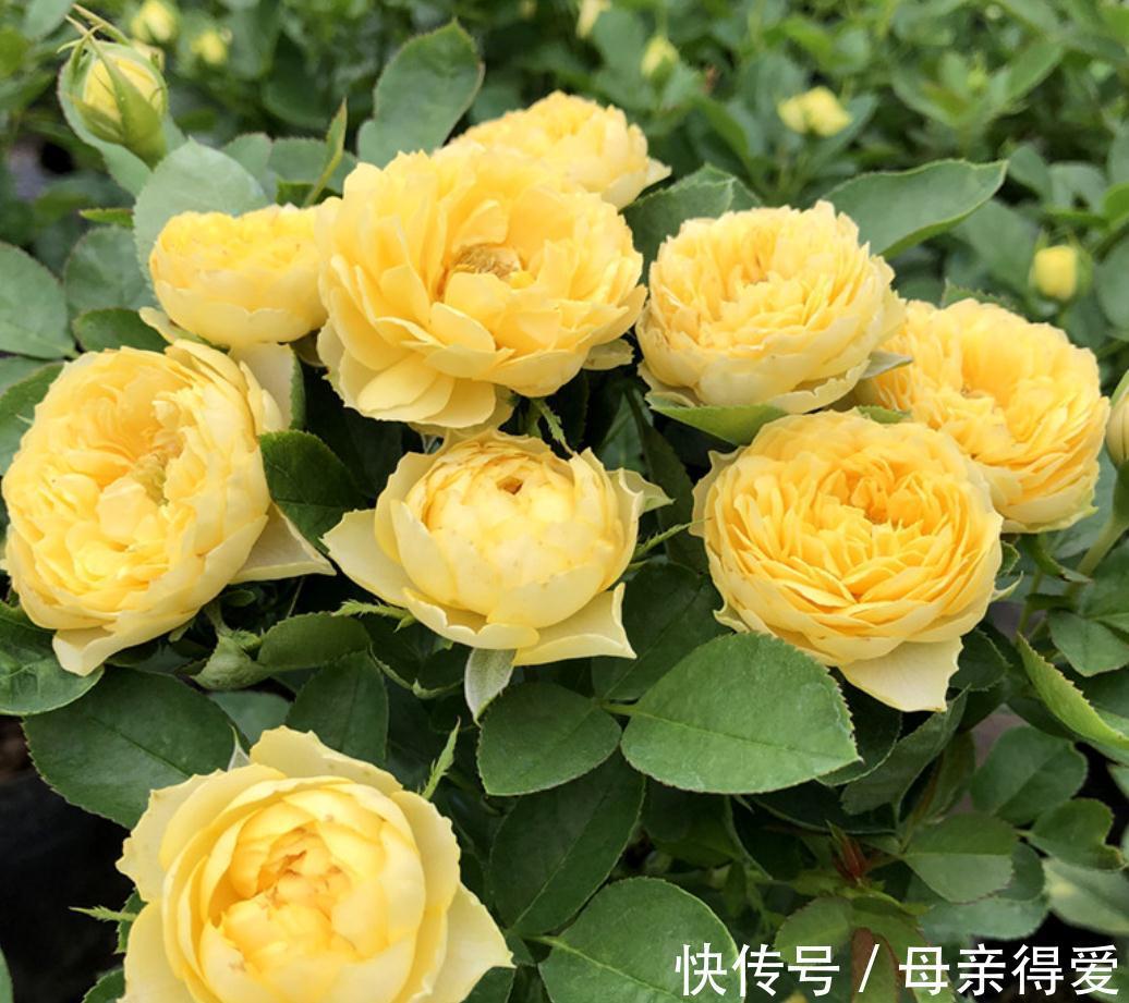 阳台党花友养月季,这两款是首选,节省空间,开花勤快