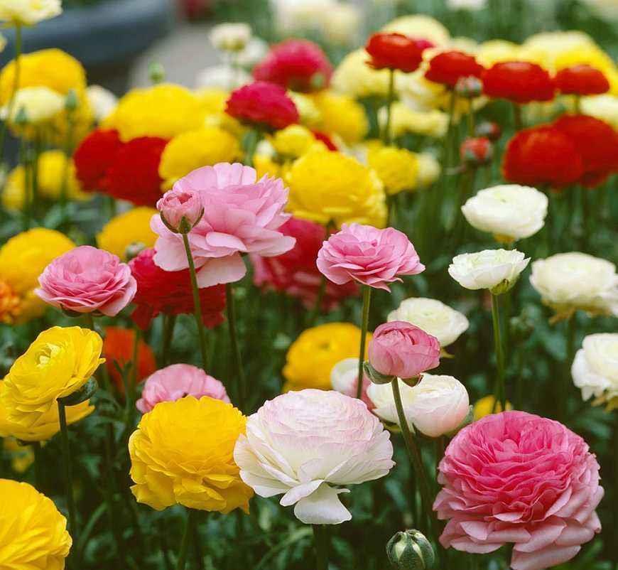 这些小草花,个个真美人,阳台养几盆,繁花不断,美到不敢看