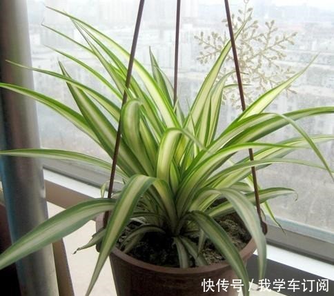 吊兰如何繁殖,想养好它,需要注意什么!