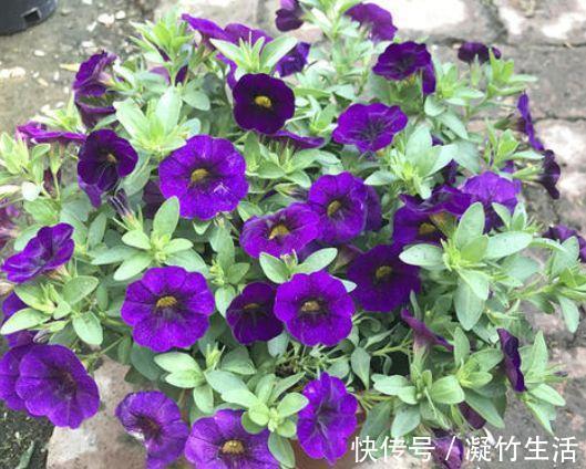 迷人|4种花超有仙气的，迷人的花朵色彩斑斓，颜值超高的