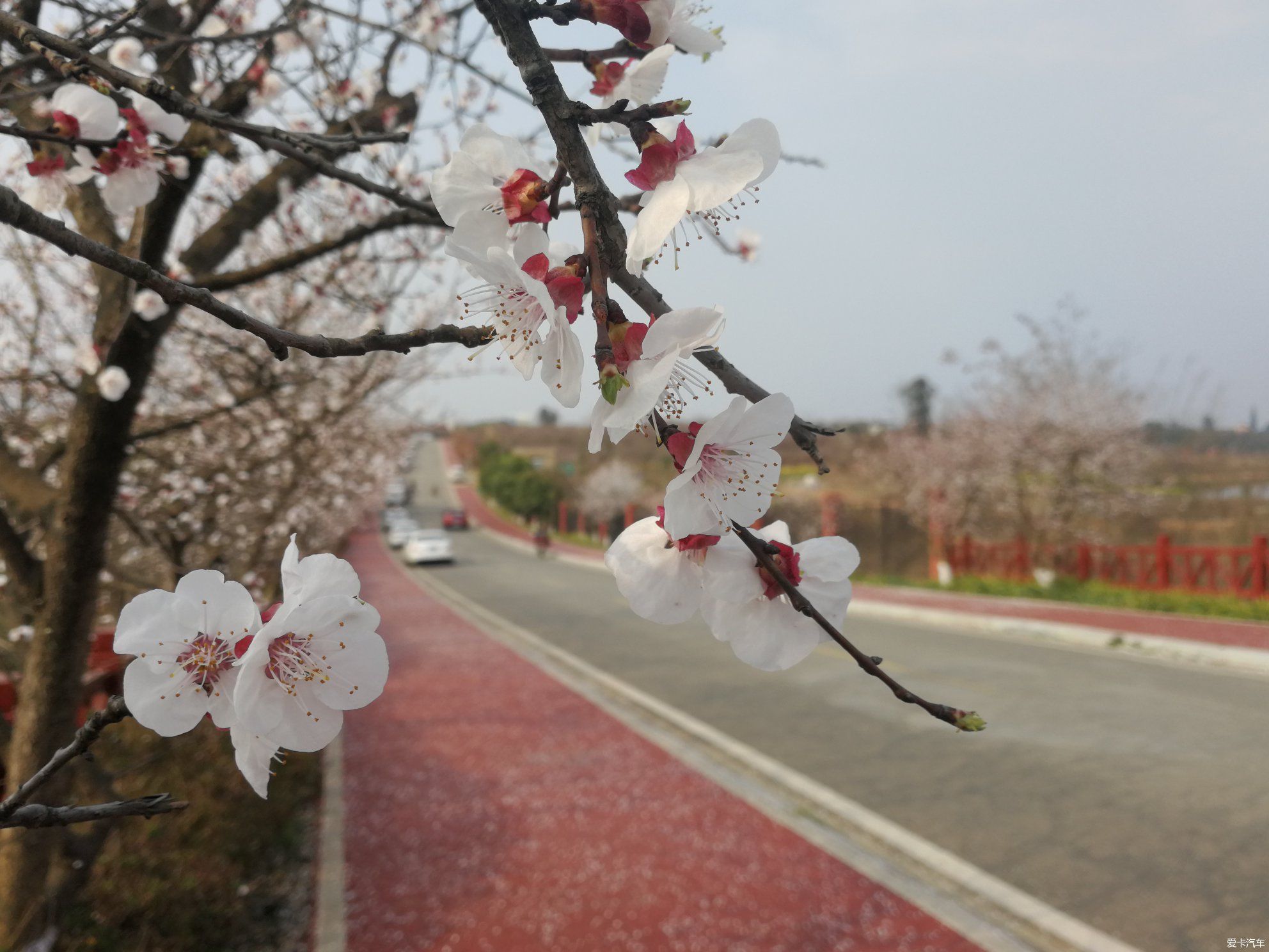 不负春光，乡村赏花