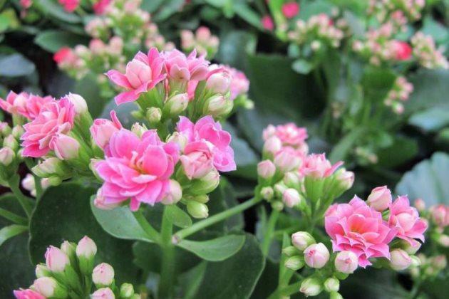 长寿花叶绿枝粗,却不长花此样做,花苞冒不停,萌新涨姿势