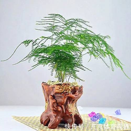 几种植物,极耐阴湿环境,即使摆放阴暗卫生间也能轻松就爆盆