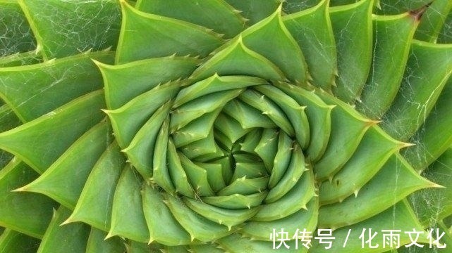 良缘|未来一周，月老牵红线，桃花朵朵开，偶遇良缘喜脱单的四大生肖