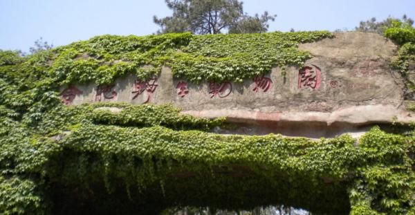 中年|刚刚！合肥野生动物园启动限流！