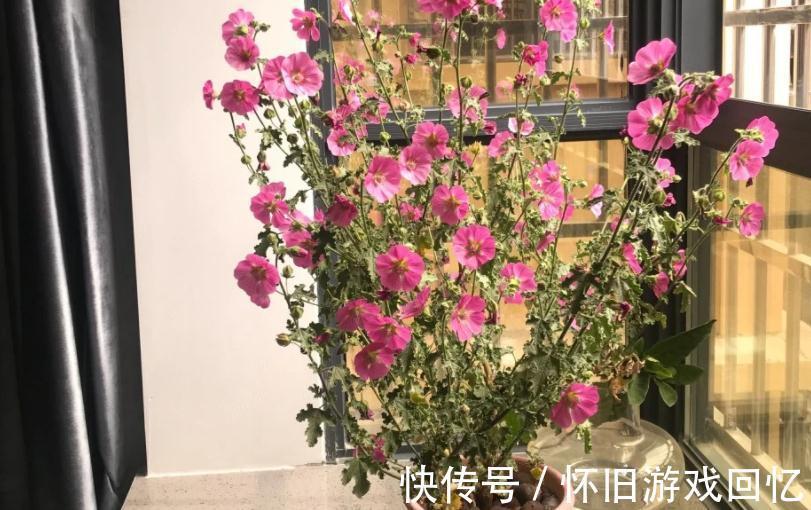 冬季养小木槿,想平稳过渡就该注意这4点,保来年开花更多