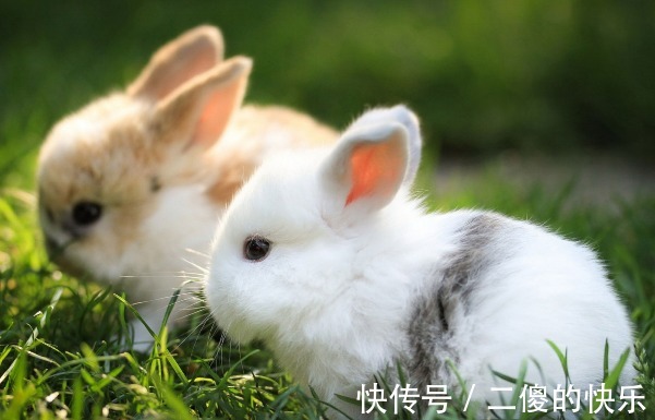 天仙配|属兔人“天仙配”的生肖是谁？琴瑟和鸣，婚姻幸福，事业苦尽甘来