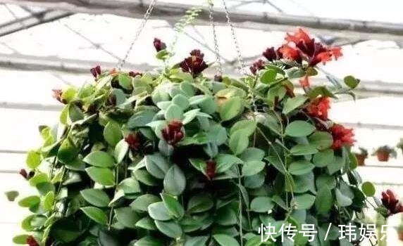 旱金莲|家里这些花卉吊起来养,既增加了观赏价值,又节省了养殖空间