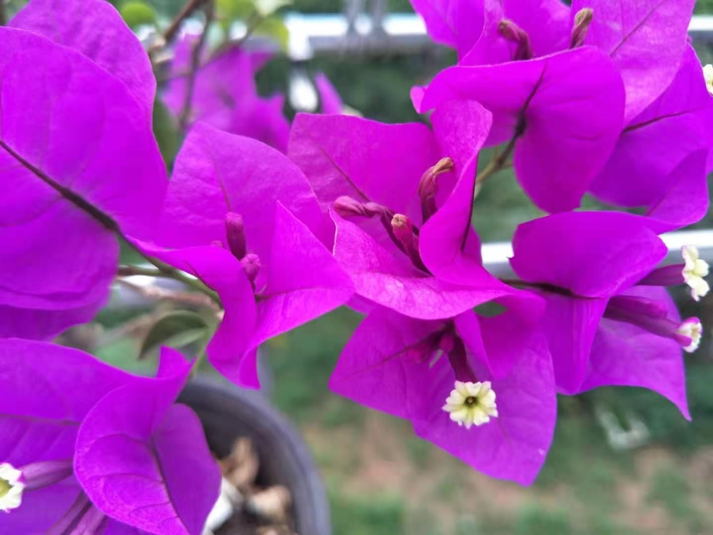 养分|三角梅花色浅淡,开花少?花农:主要由2个原因引起