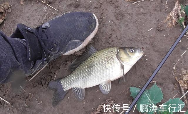 这款钓饵有点“土”，用来钓鲫鱼刚刚好，爱钓鱼的你别错过