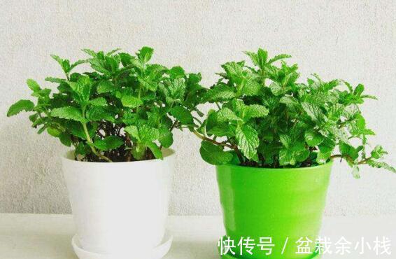 养成片|为什么薄荷值得养?价格低、成活率高,新人栽种轻松养成片