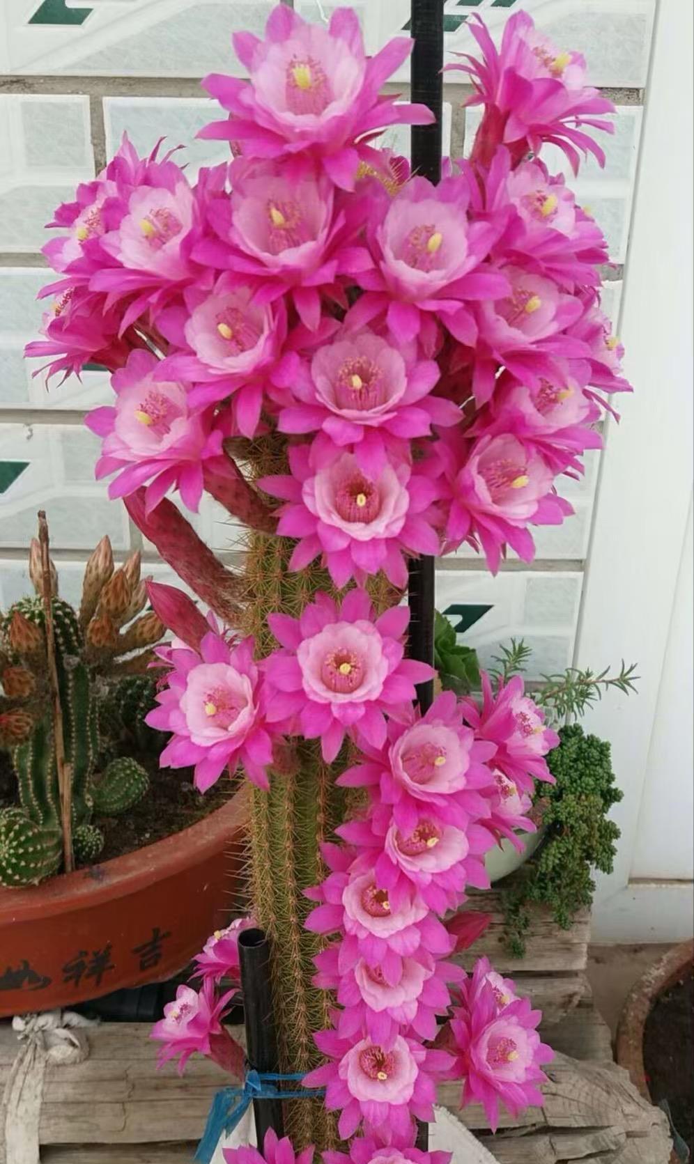 大花|花朵碗口大,喜欢看大花的别错过