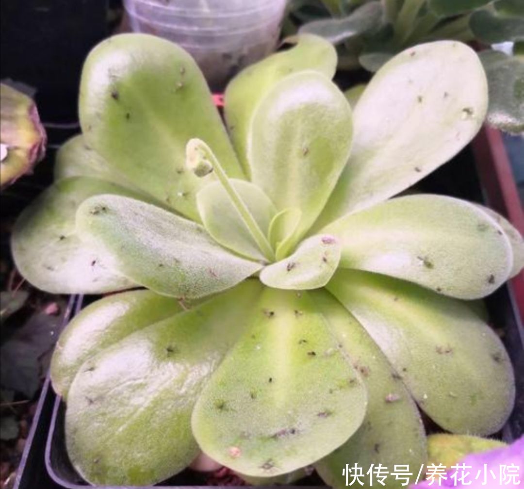 花盆里出现小黑飞怎么办？只用2招，全部清除干净