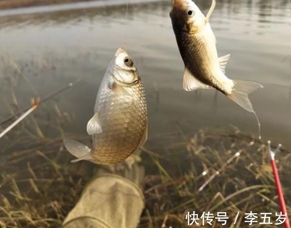 活性|保你鲫鱼爆护的冬钓妙招,打破冬季渔获少的现象