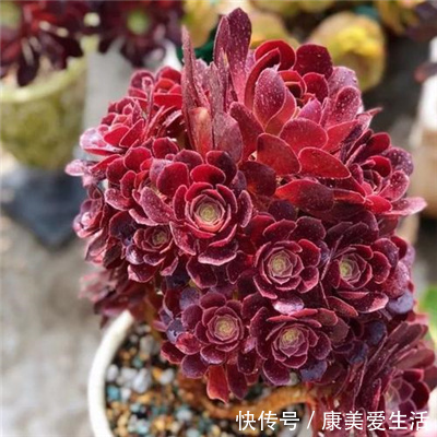 家里养多肉法师,一定做好这3件事,不黑腐化水,个个霸气十足!